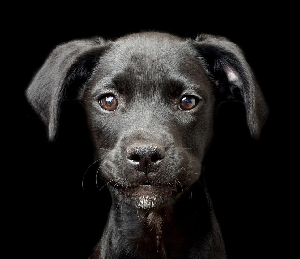 Puppy Category. 2nd place: Tracy Kirby