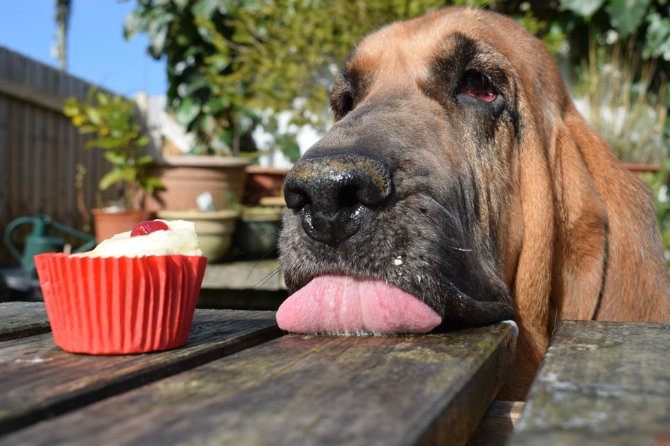 Young Pup Category. 1st place: Dylan Jenkins
