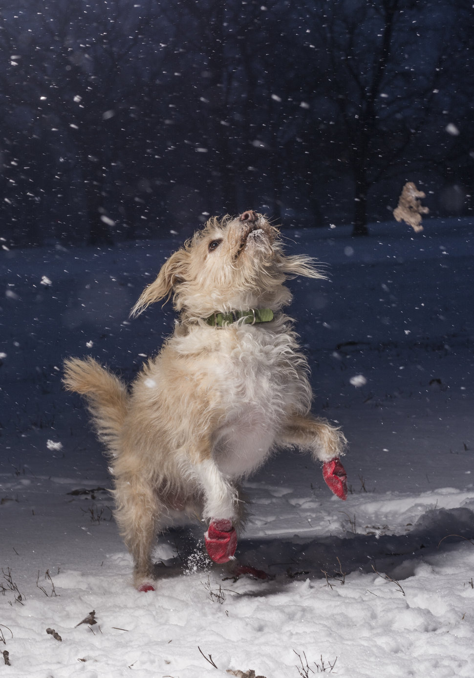 I Love Dogs Because Category. 1st place: Julian Gottfried