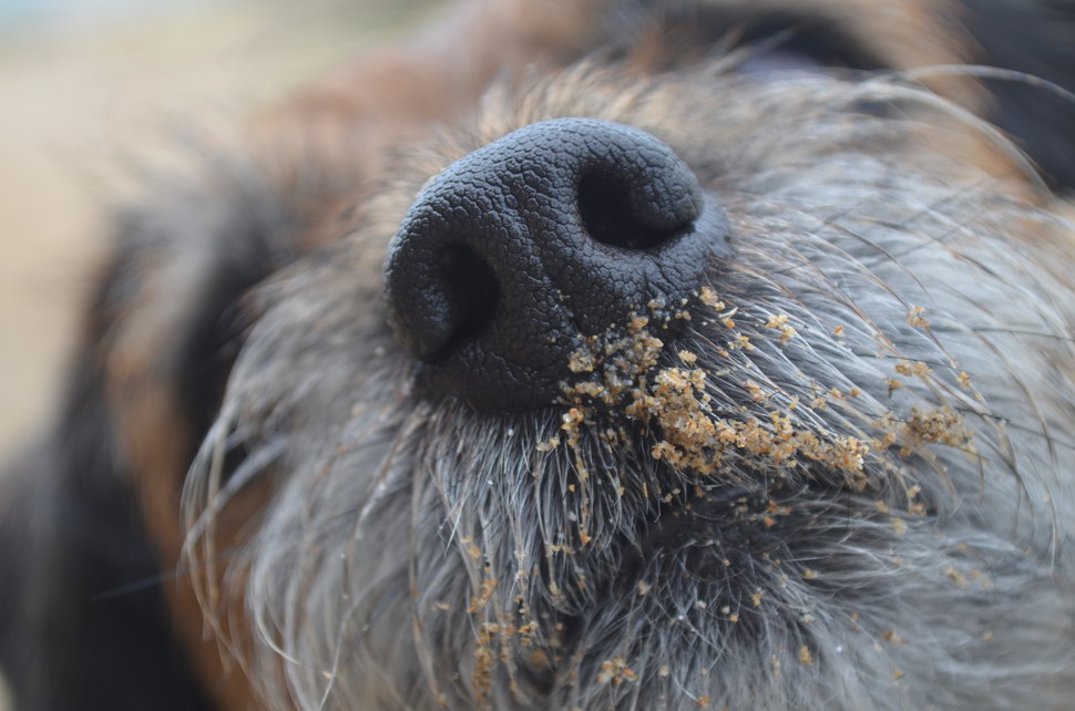 I Love Dogs Because Category. 2nd place: Summer Clark