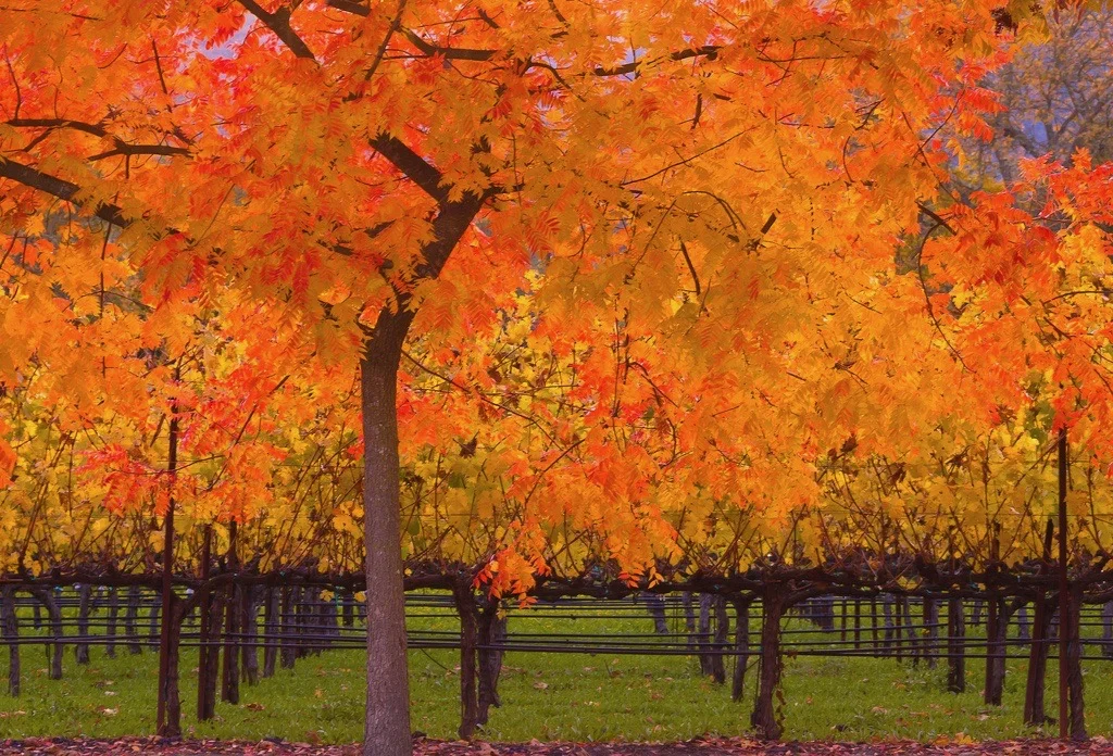 Fall at a Vineyard. Photo credit: Sally Auman