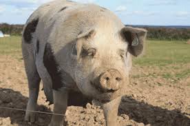 A free range pig ..... well she certainly looks happy!
