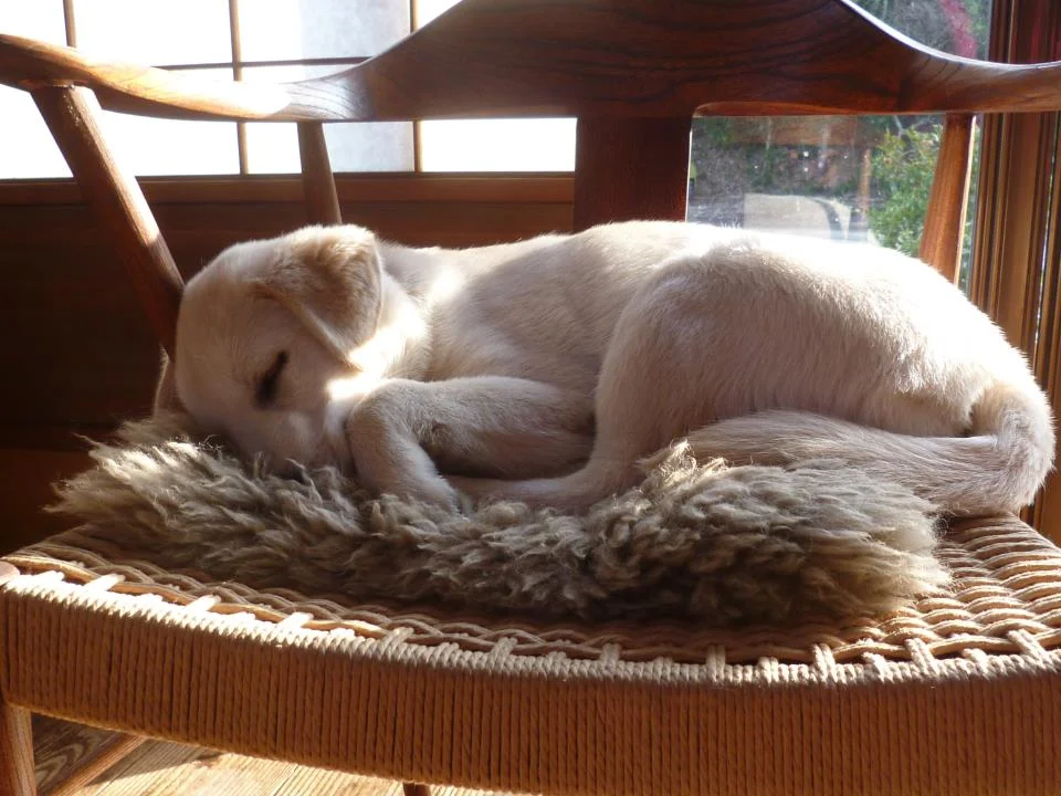 Mochi, one of the Tokunaga's two dogs, curls up for a nap on a Tatara M-Type chair