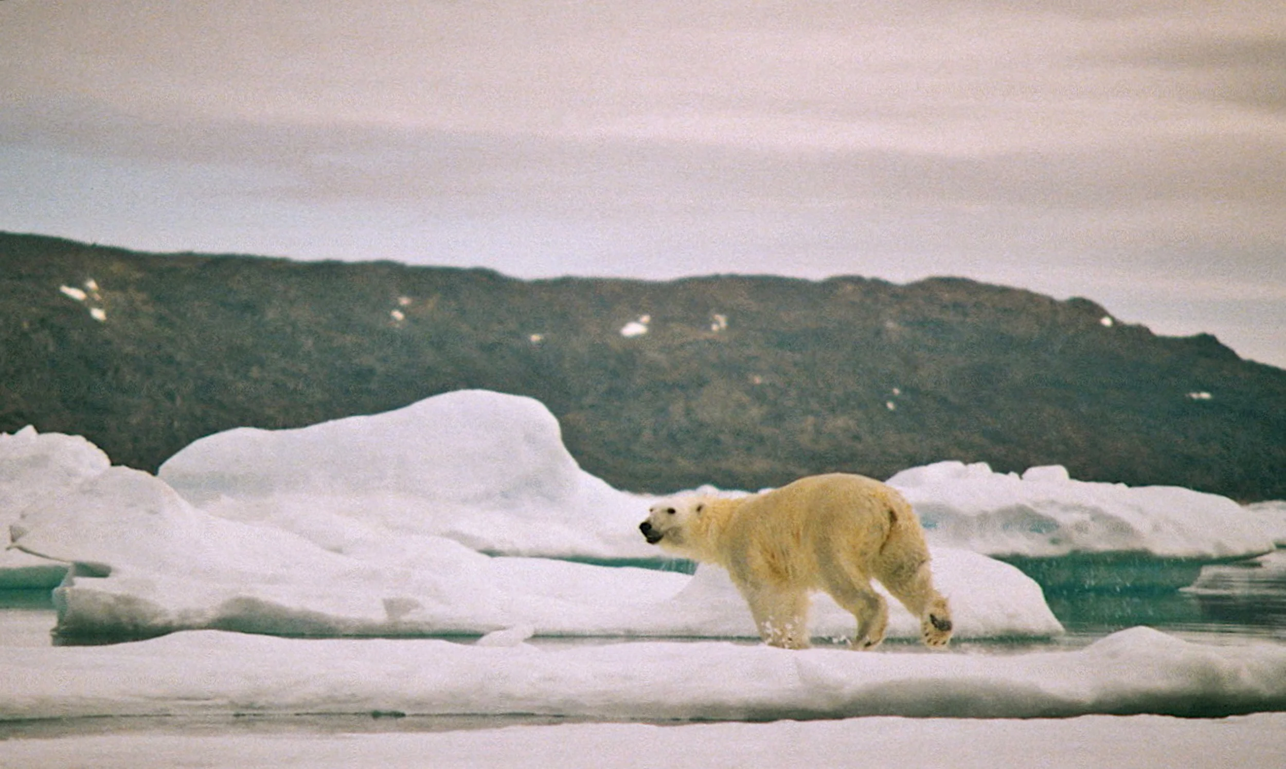 Nanuk (Polar Bear)