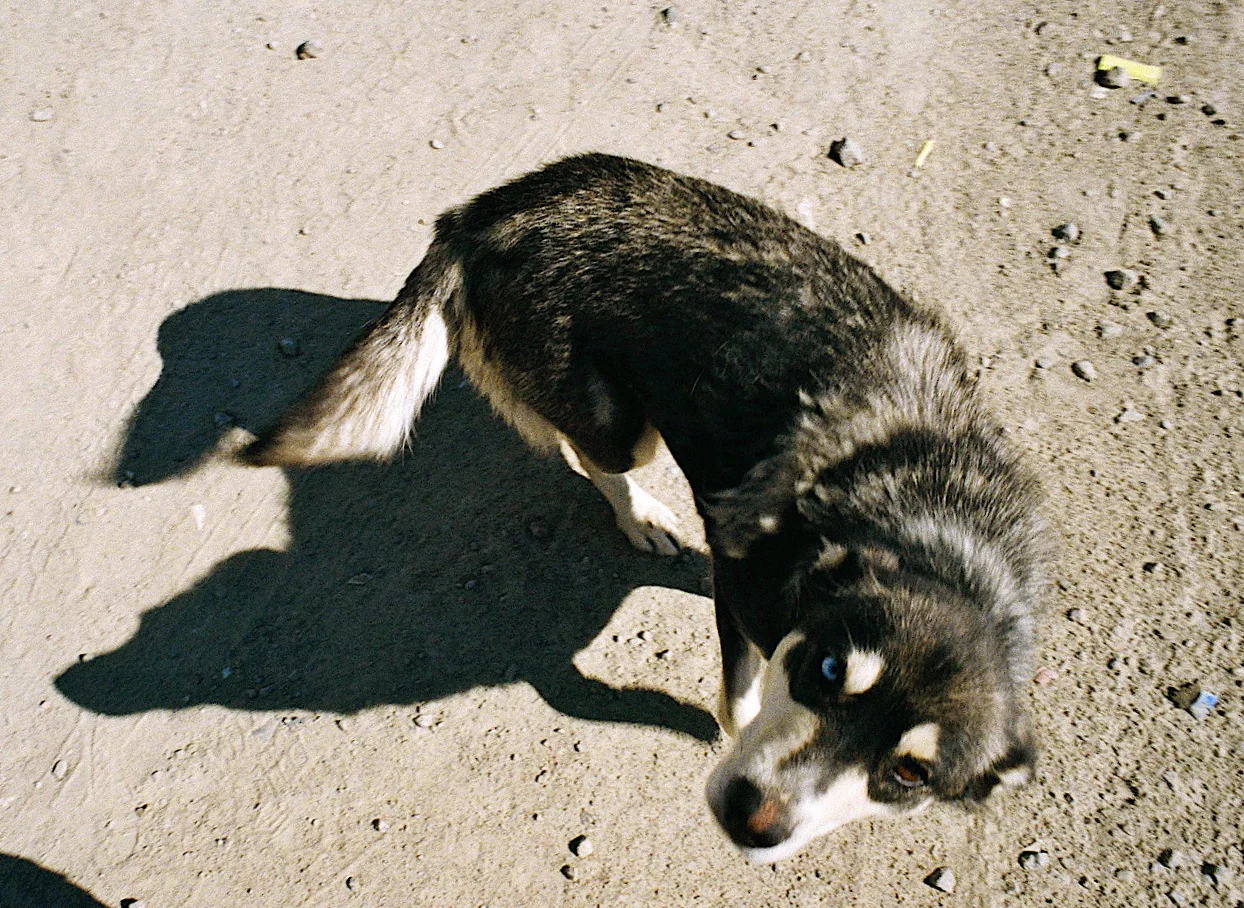 Pang Dog (Shadow Dance)