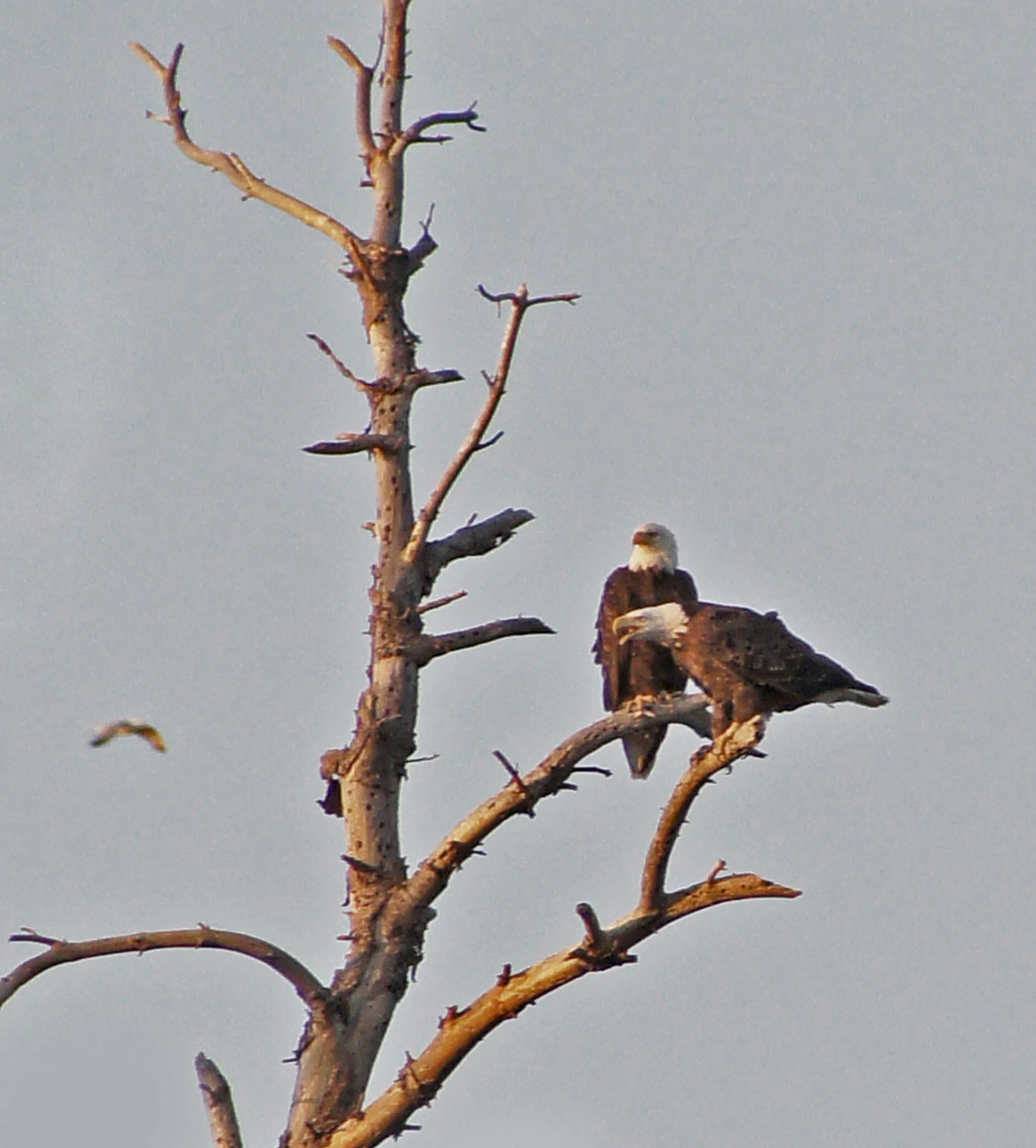 01-Photographs LOW Bald Eagles 2012.jpg
