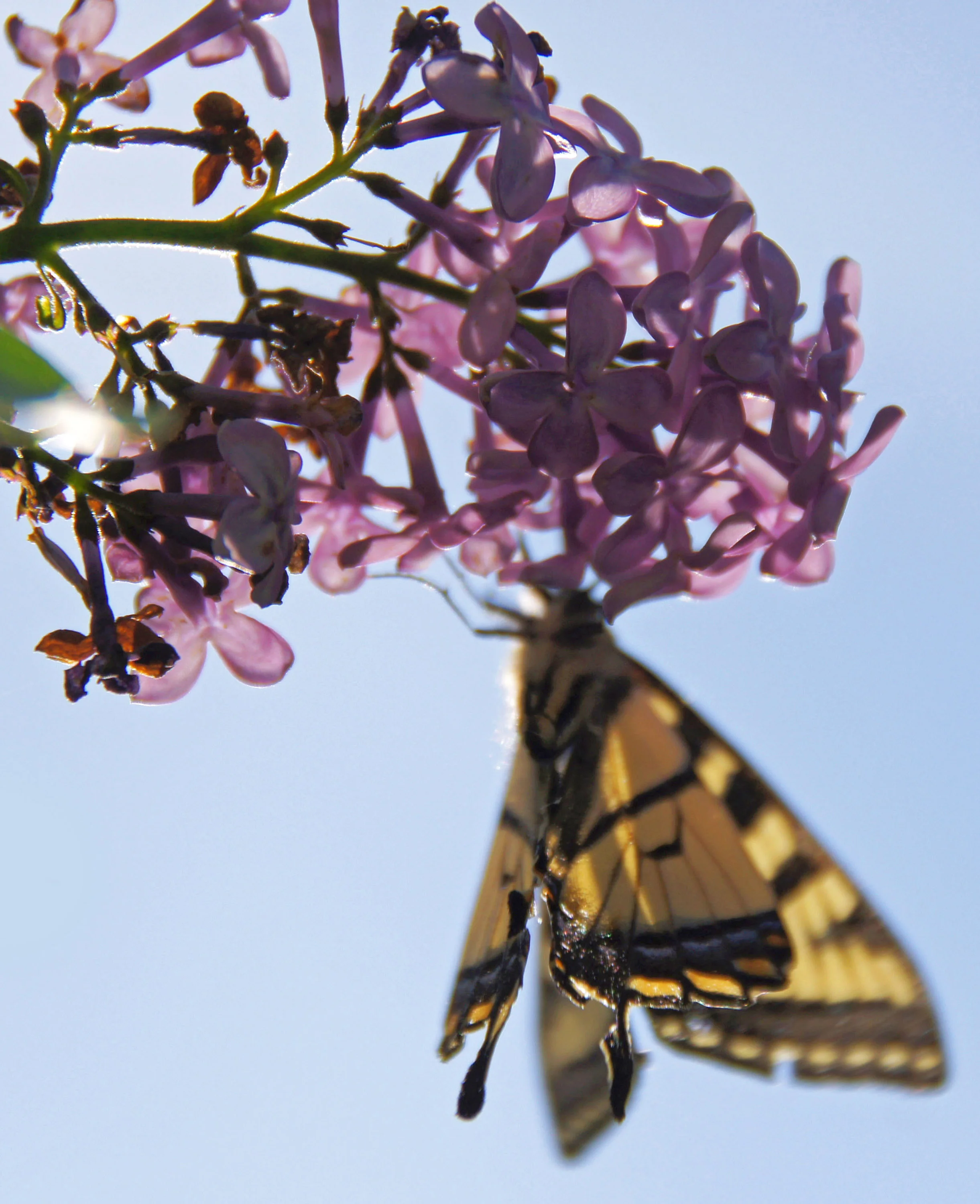 04-Photographs LOW Butterfly & Lilac 2012.jpg
