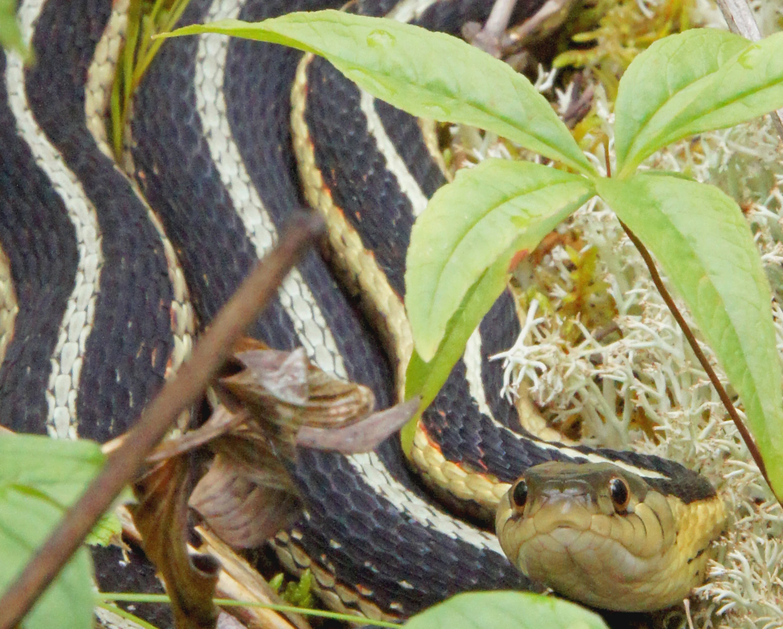06-Photographs LOW Garter Snake 2012.jpg