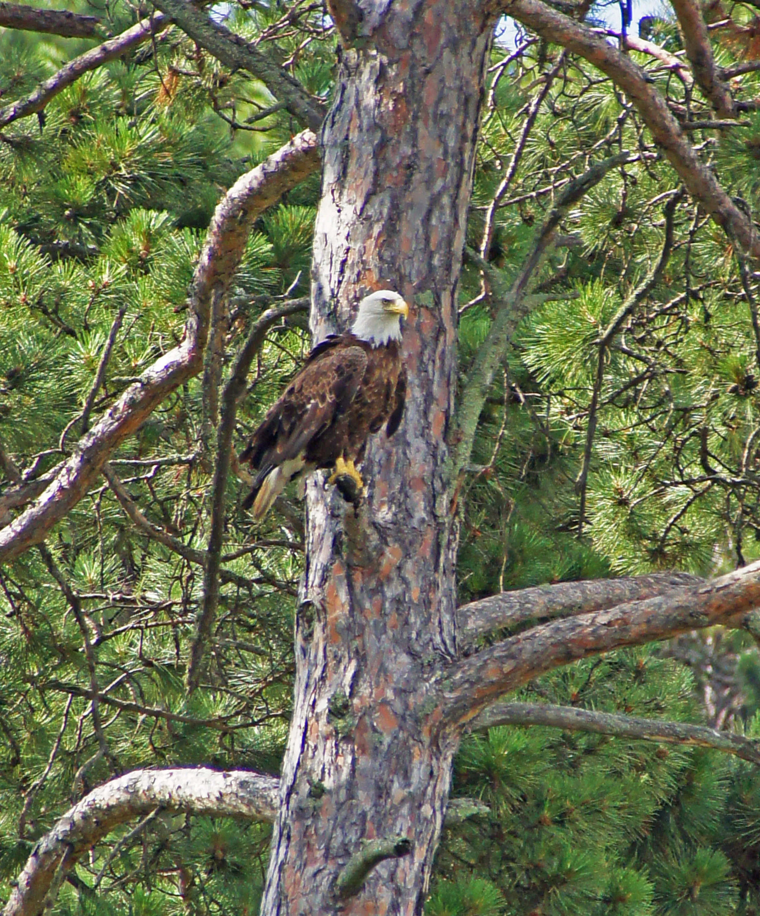 08-Photographs LOW Perched Bald Eagle 2012.jpg