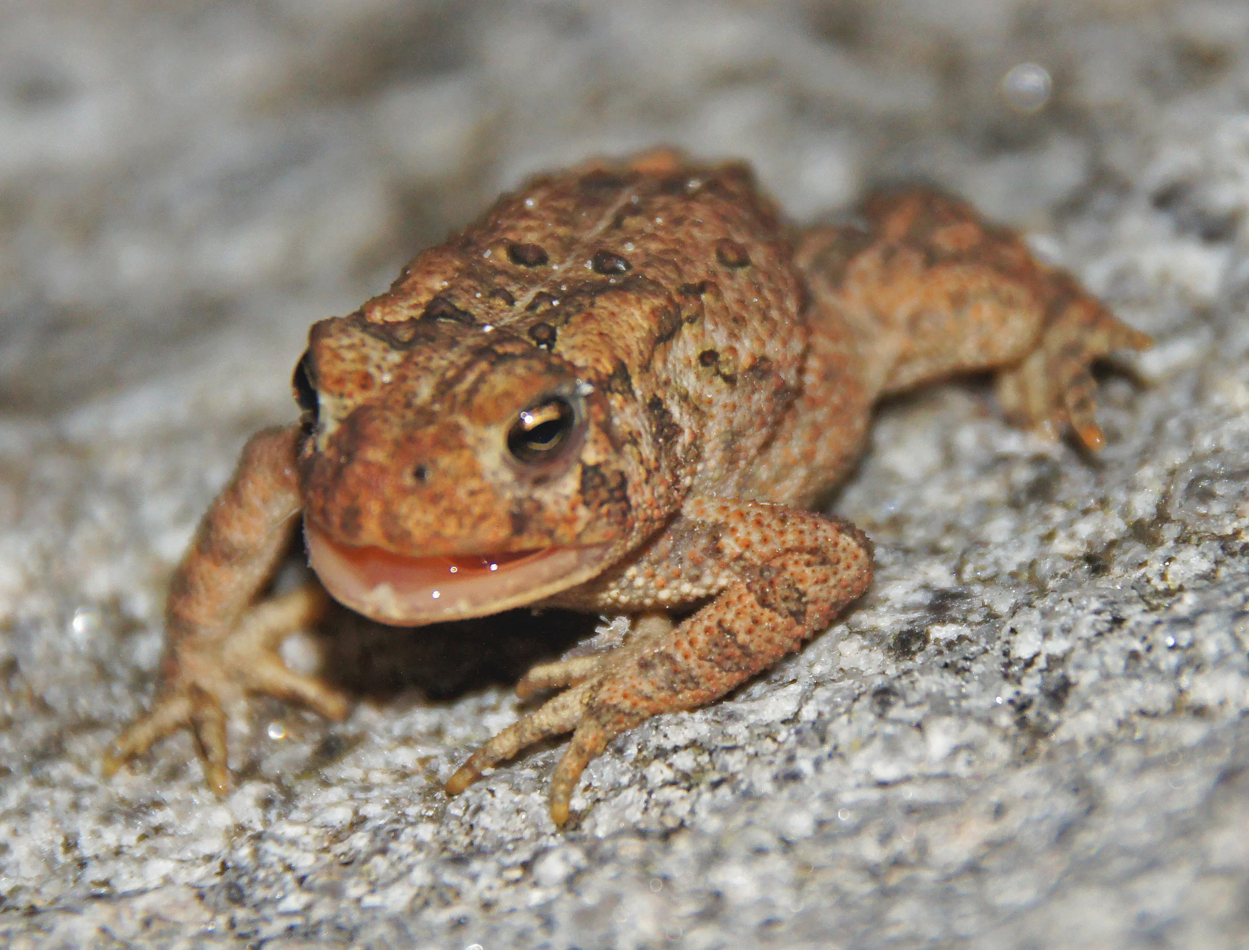 11-Photographs LOW Toad 2012.jpg