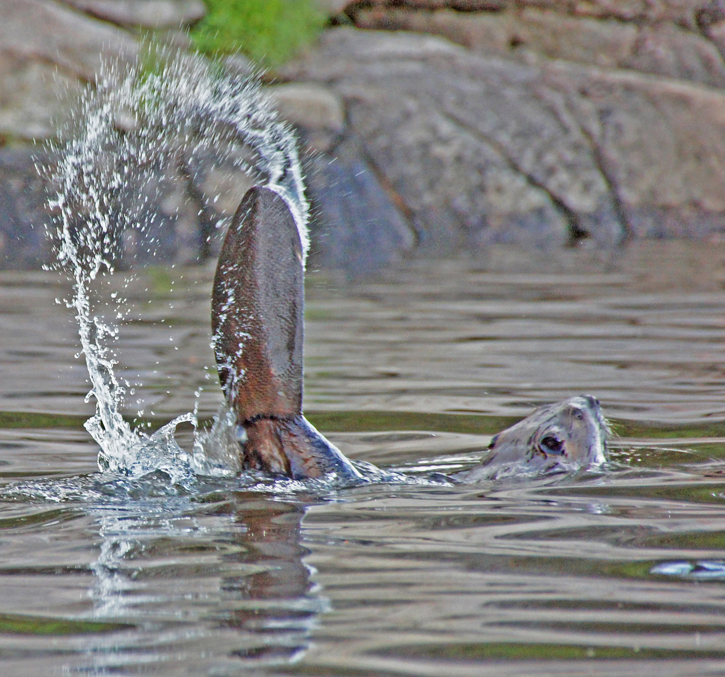 10-Photographs LOW Beaver Slapping Tail 2012.jpg