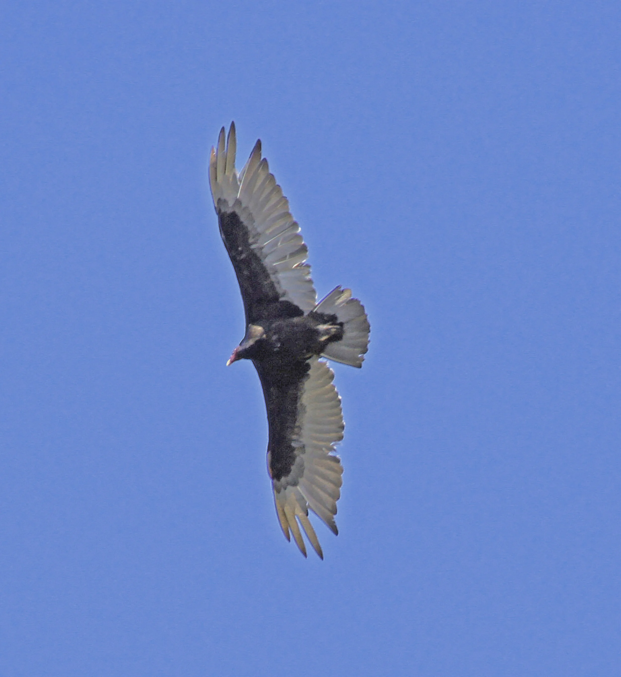 14-Photographs LOW Turkey Vulture 2012.jpg