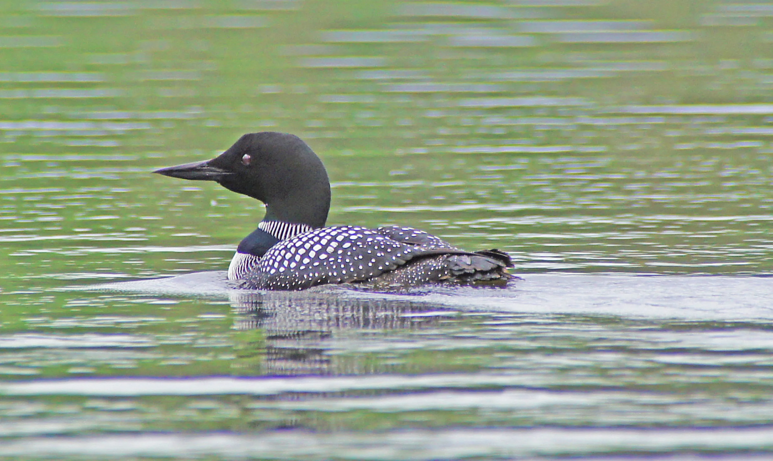 24-Loon Portrait.jpg