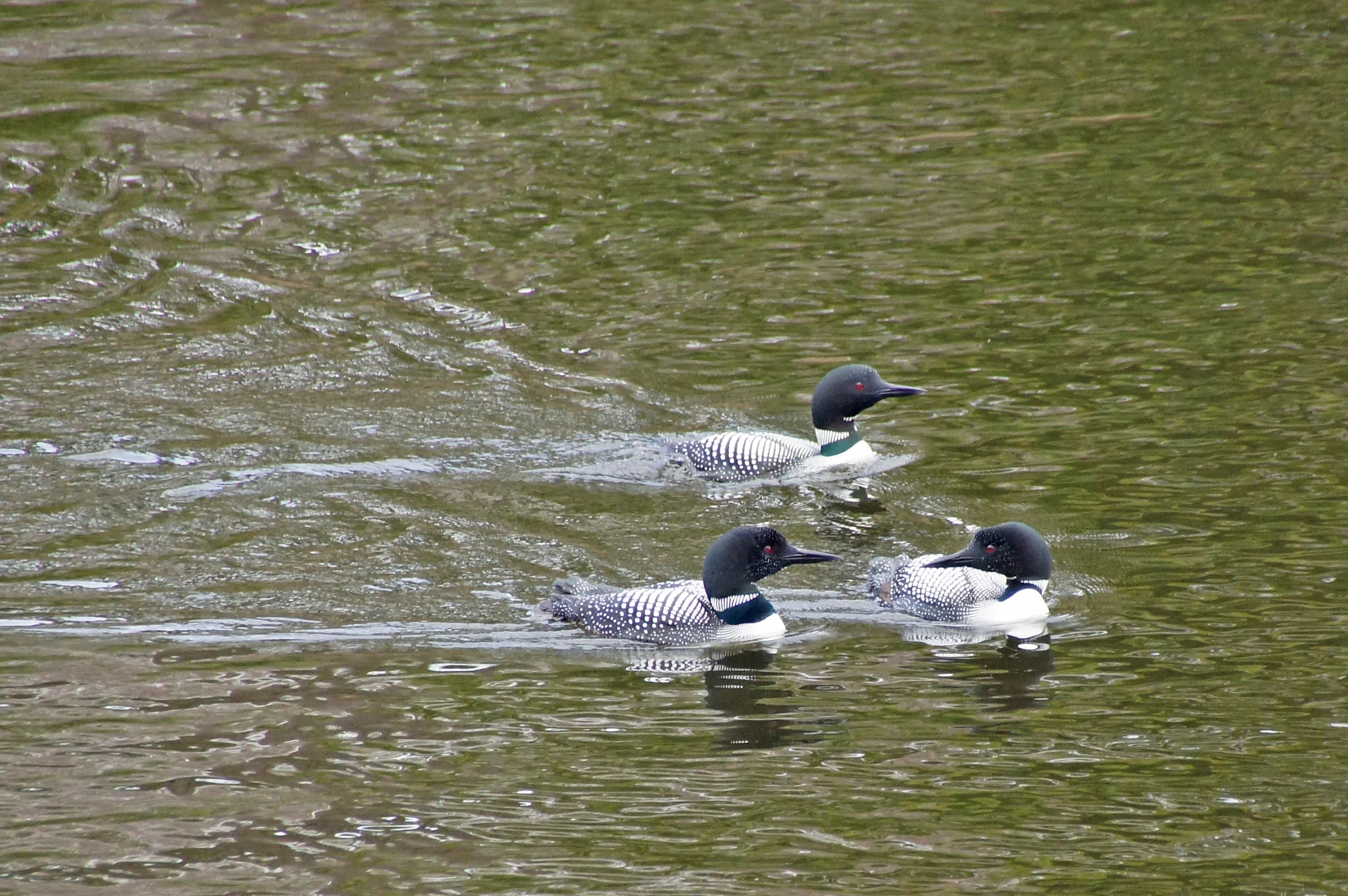 26-Three Loons.jpg
