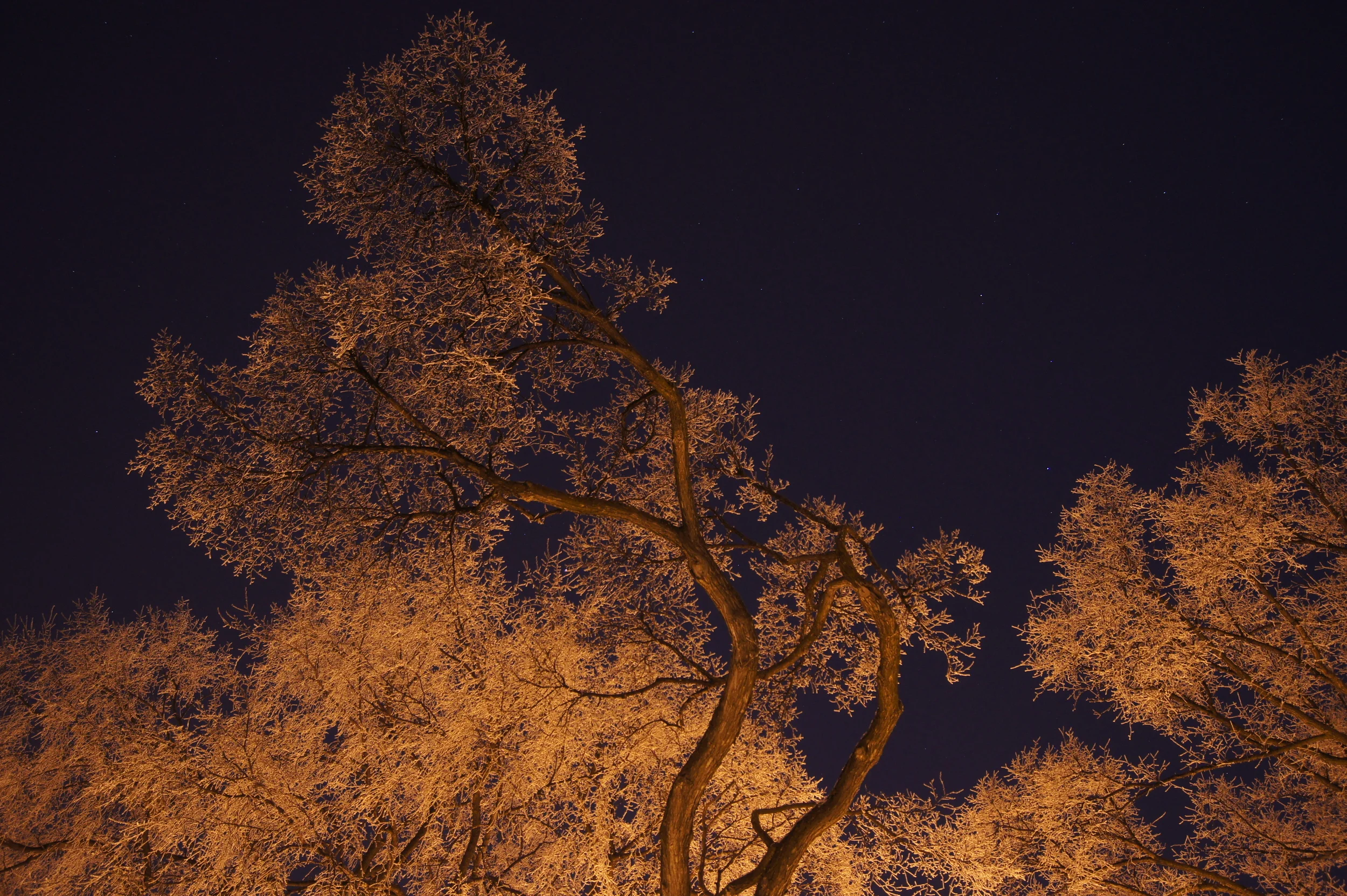 01-Snapshots Hoar Frost.JPG