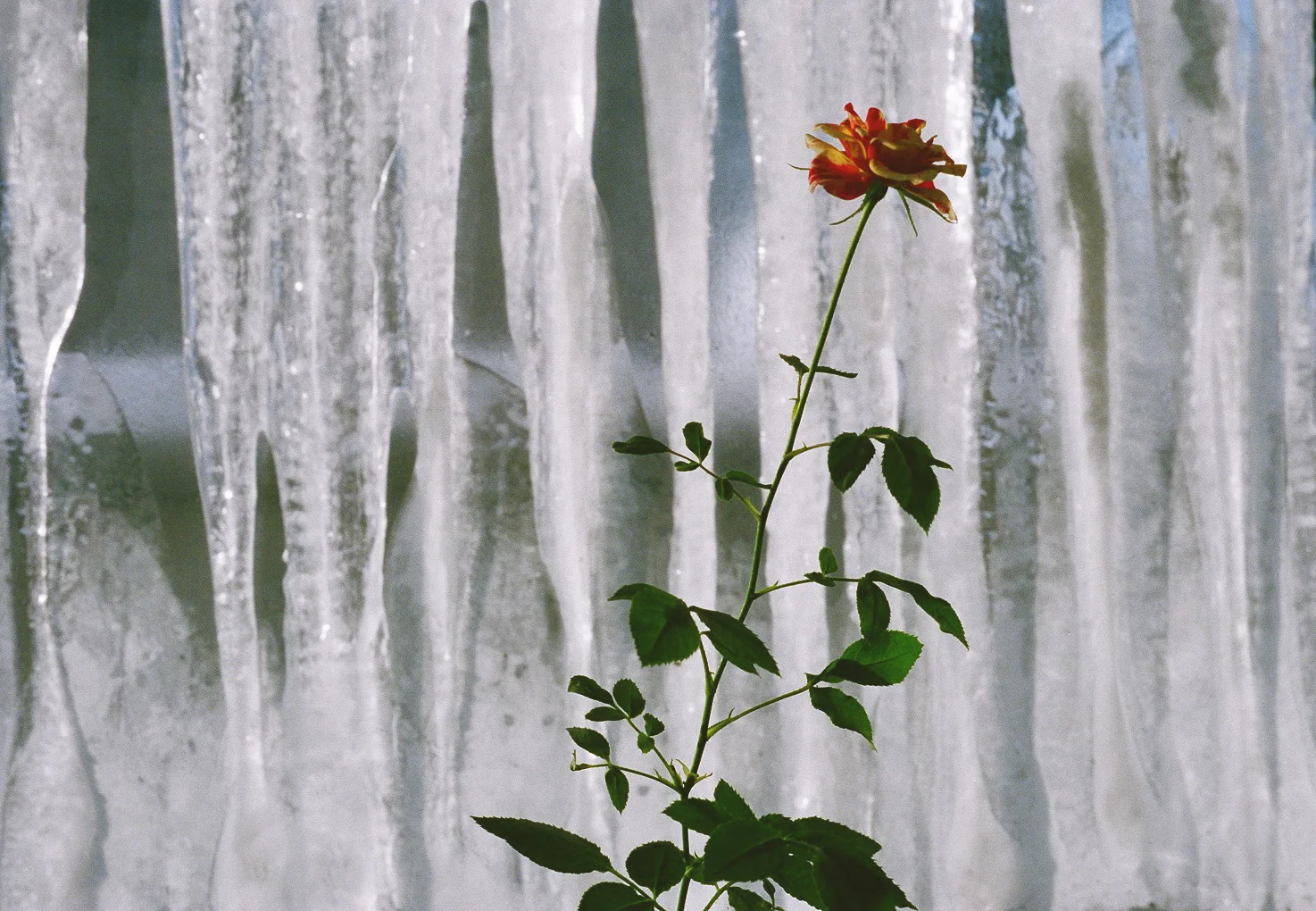   University of Manitoba, Winnipeg 2007  