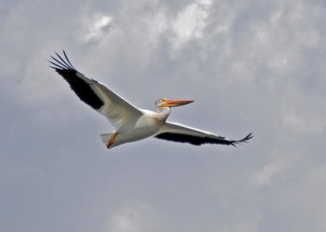 02-Photographs LOW Pelican in Flight 2012.jpg
