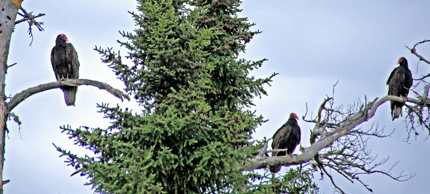 07-Photographs LOW Turkey Vultures on a Branch 2012.jpg