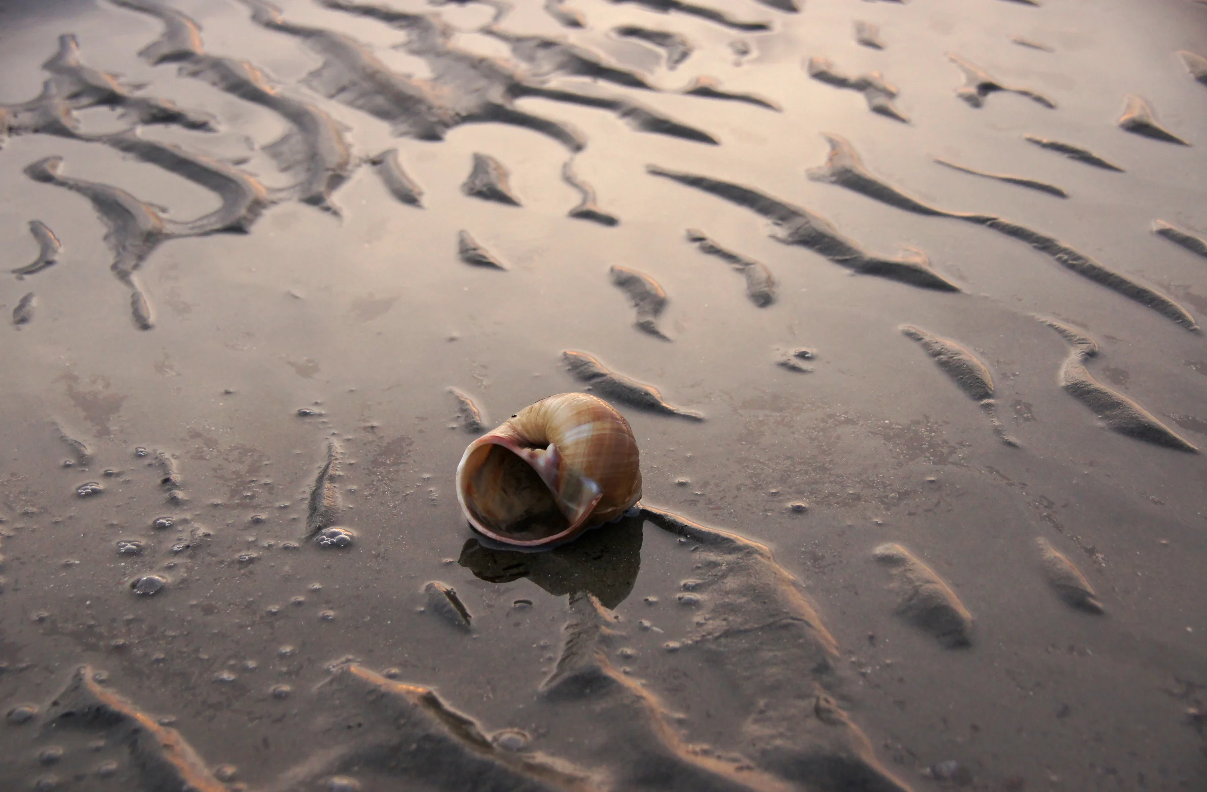 Hear the Ocean