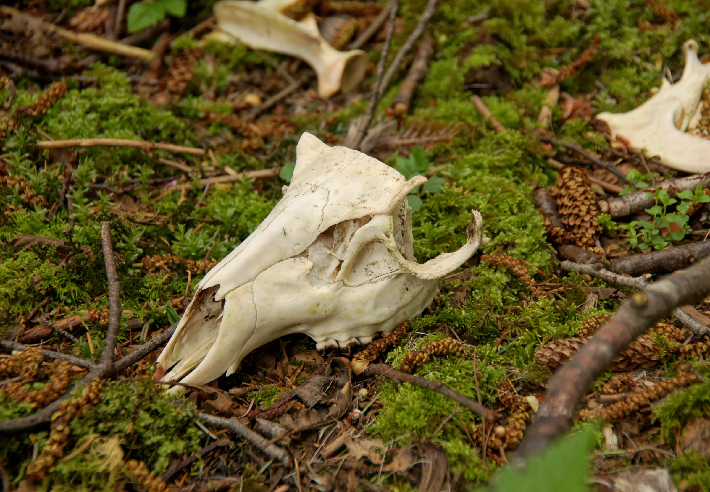Deer Skull