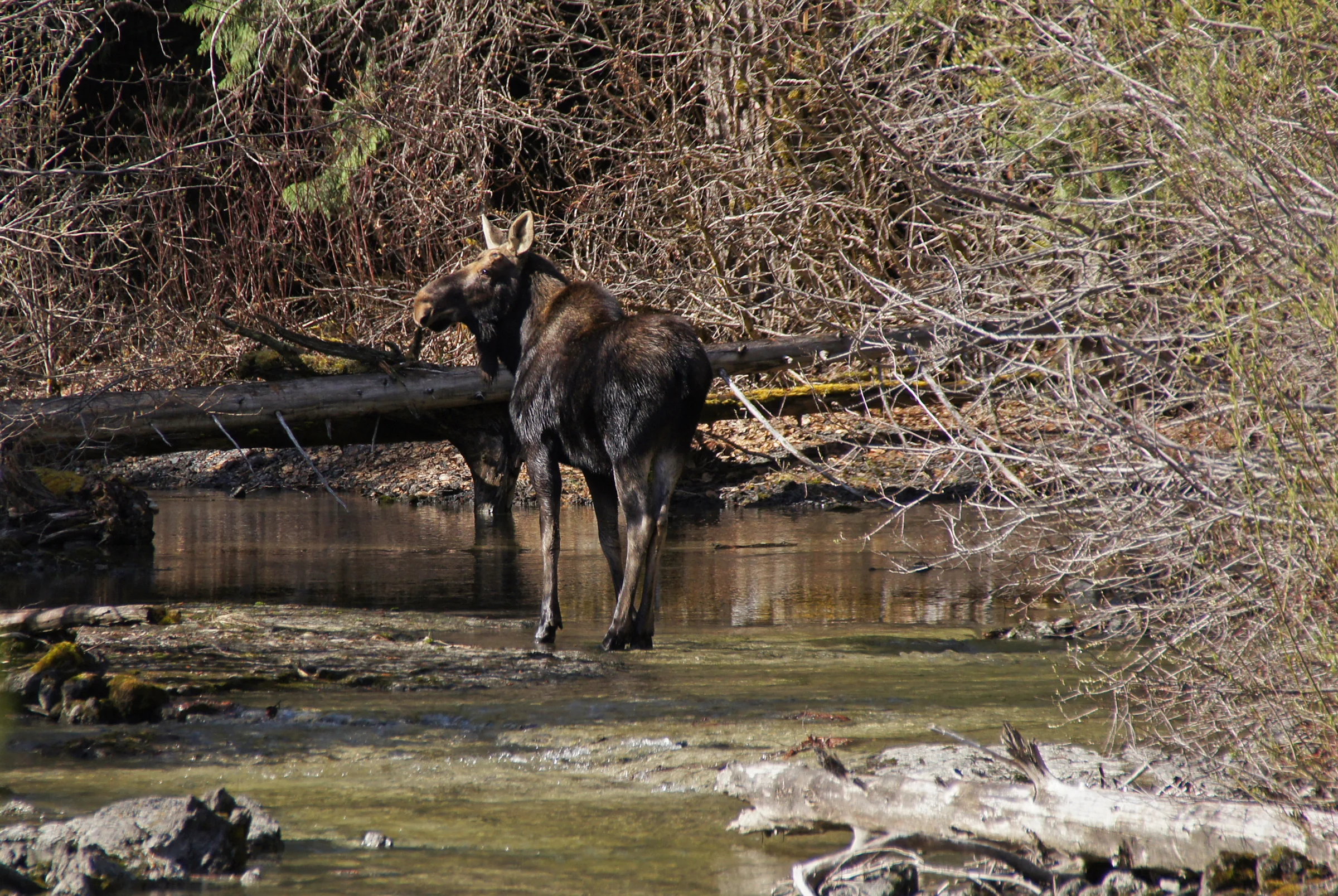 Moose