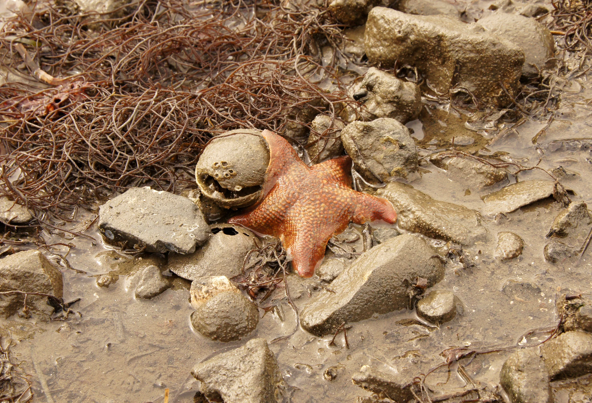 Starfish