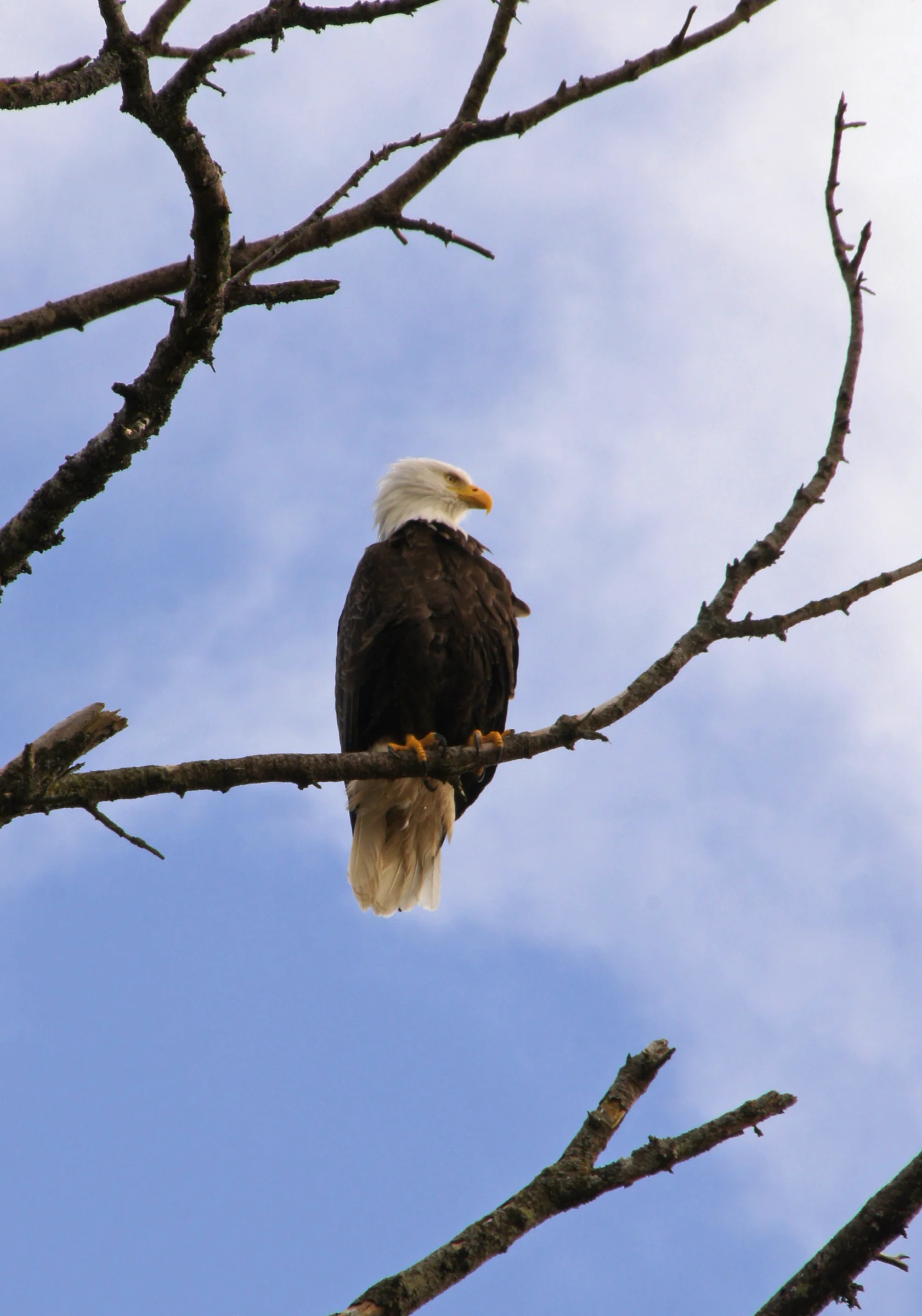 Bald Eagle