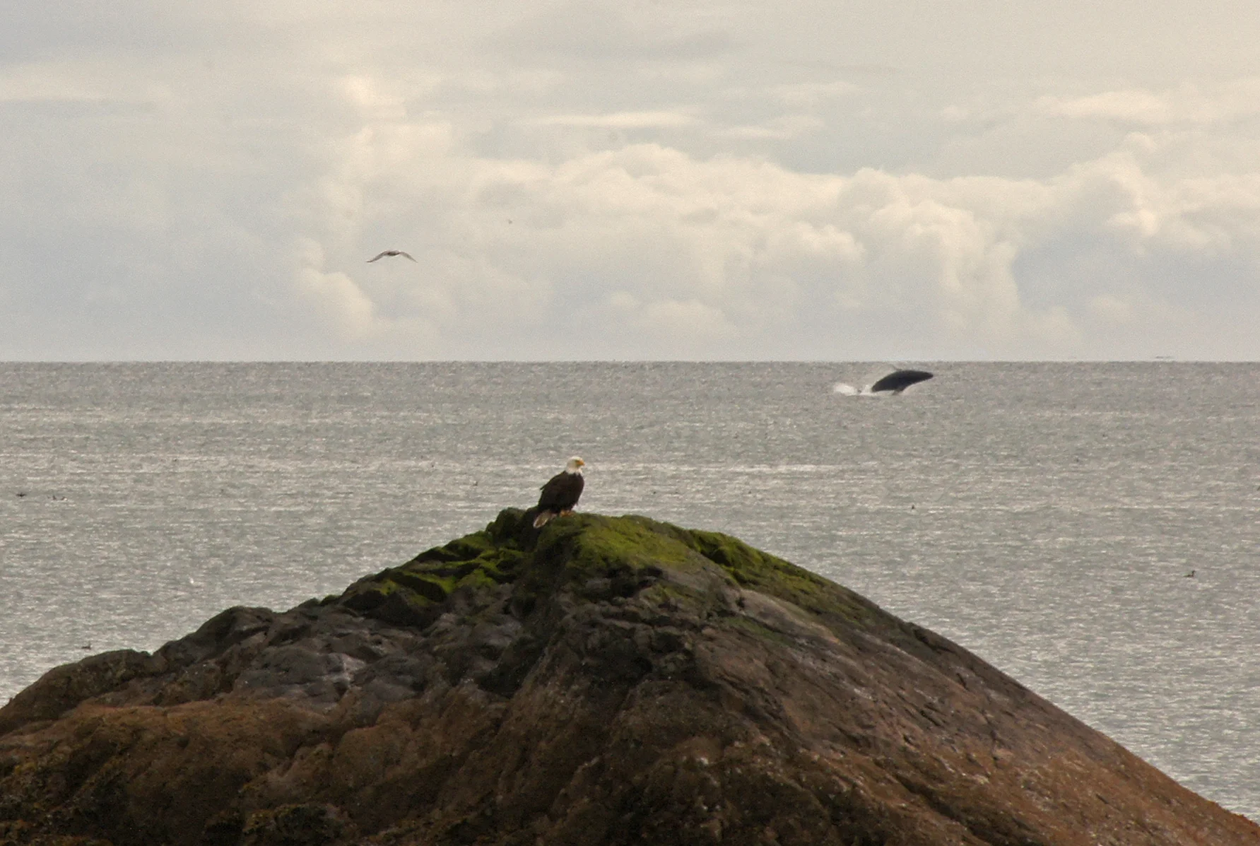 Eagle, Seagull, Whale!