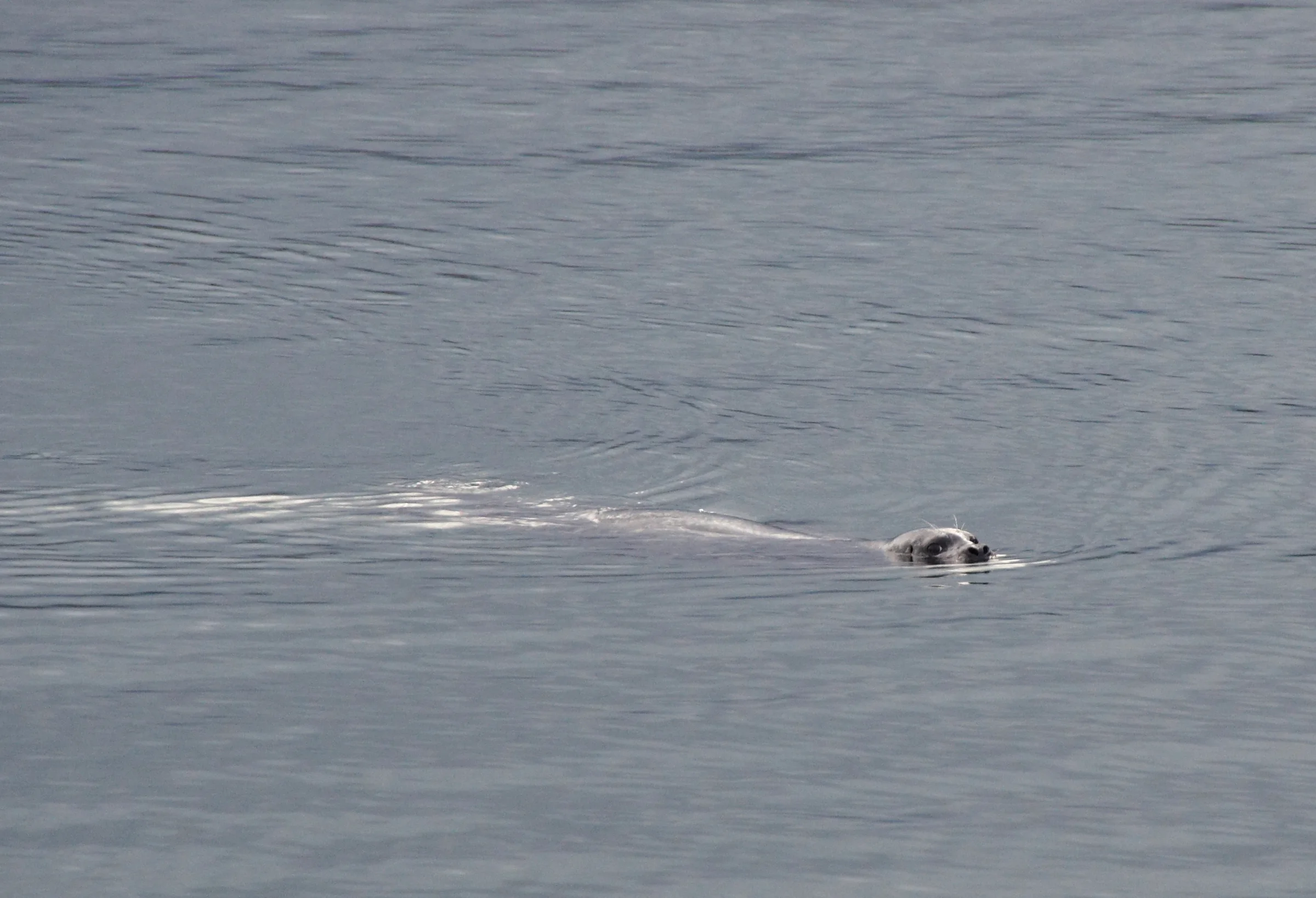 Seal