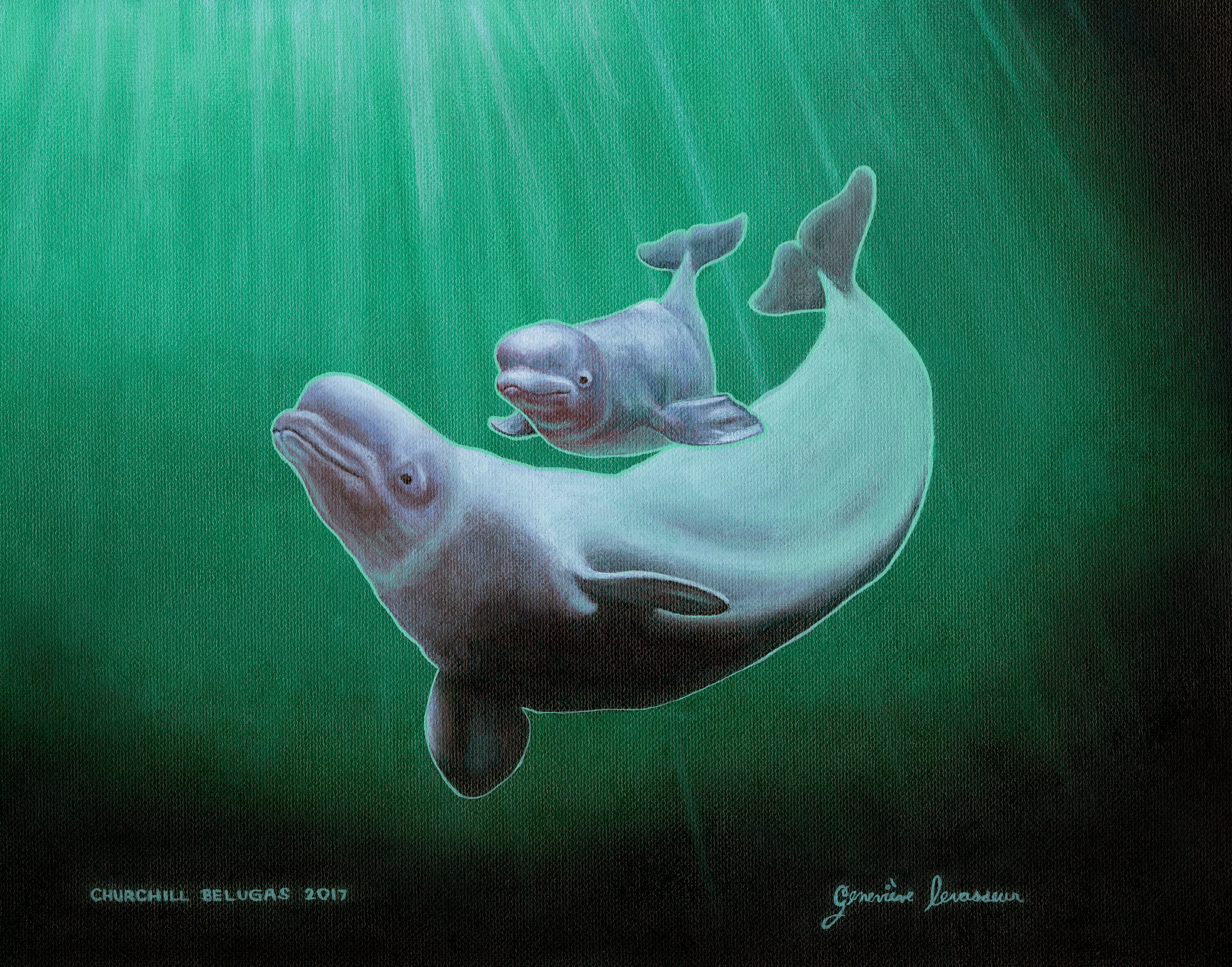 Churchill Belugas. Acrylic on canvas 11" x 14"