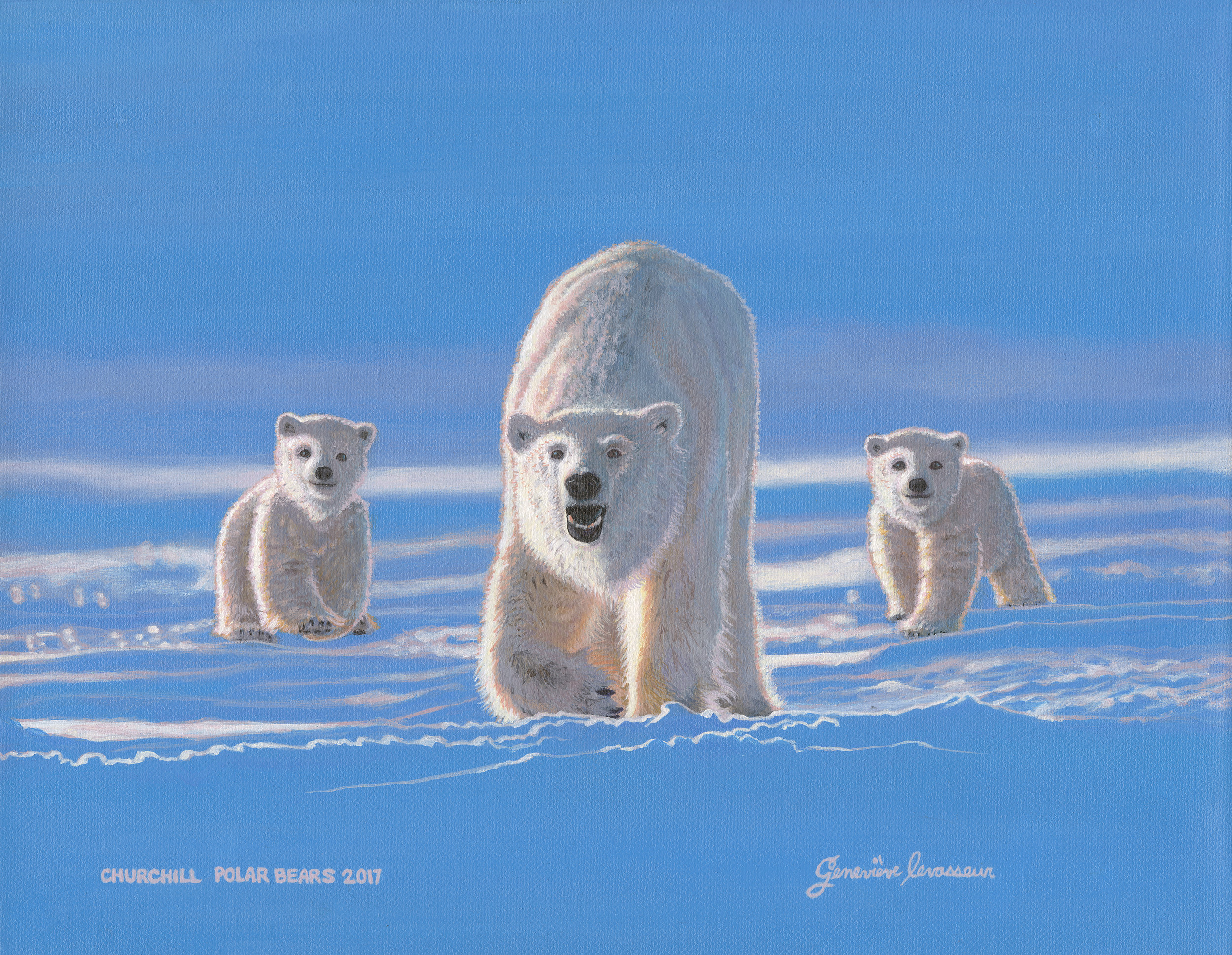 Churchill Polar Bears. Acrylic on canvas 11" x 14"