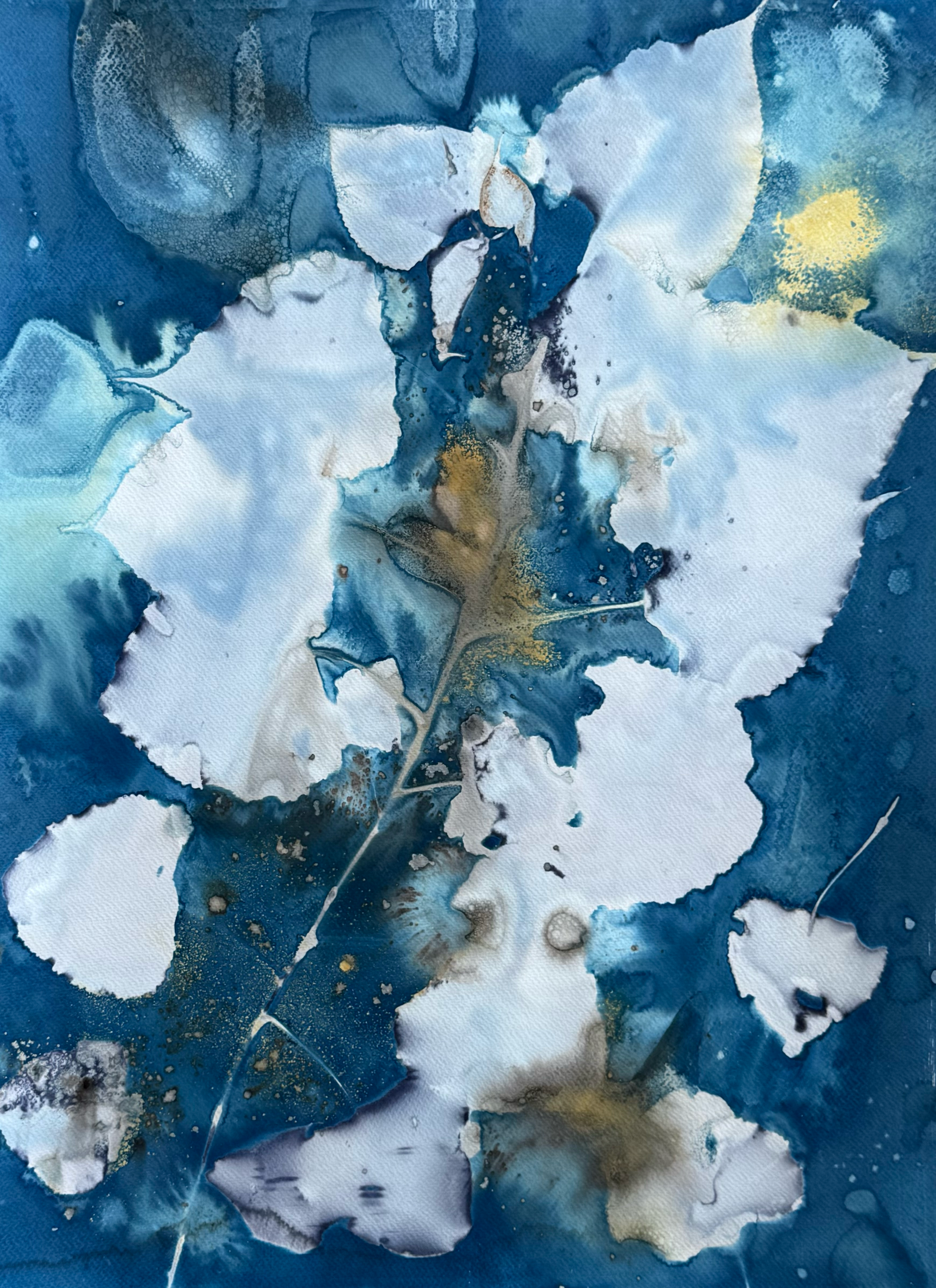  Cyanotype, turmeric and coffee, 18” x 24”, paper on canvas . . 