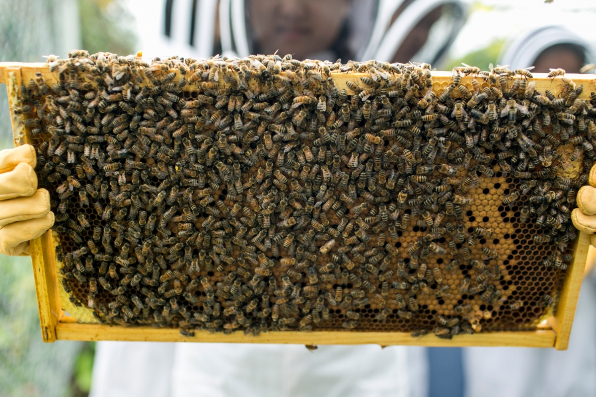   Pollinate Minnesota    An education and advocacy organization working toward a better Minnesota for pollinators and people  