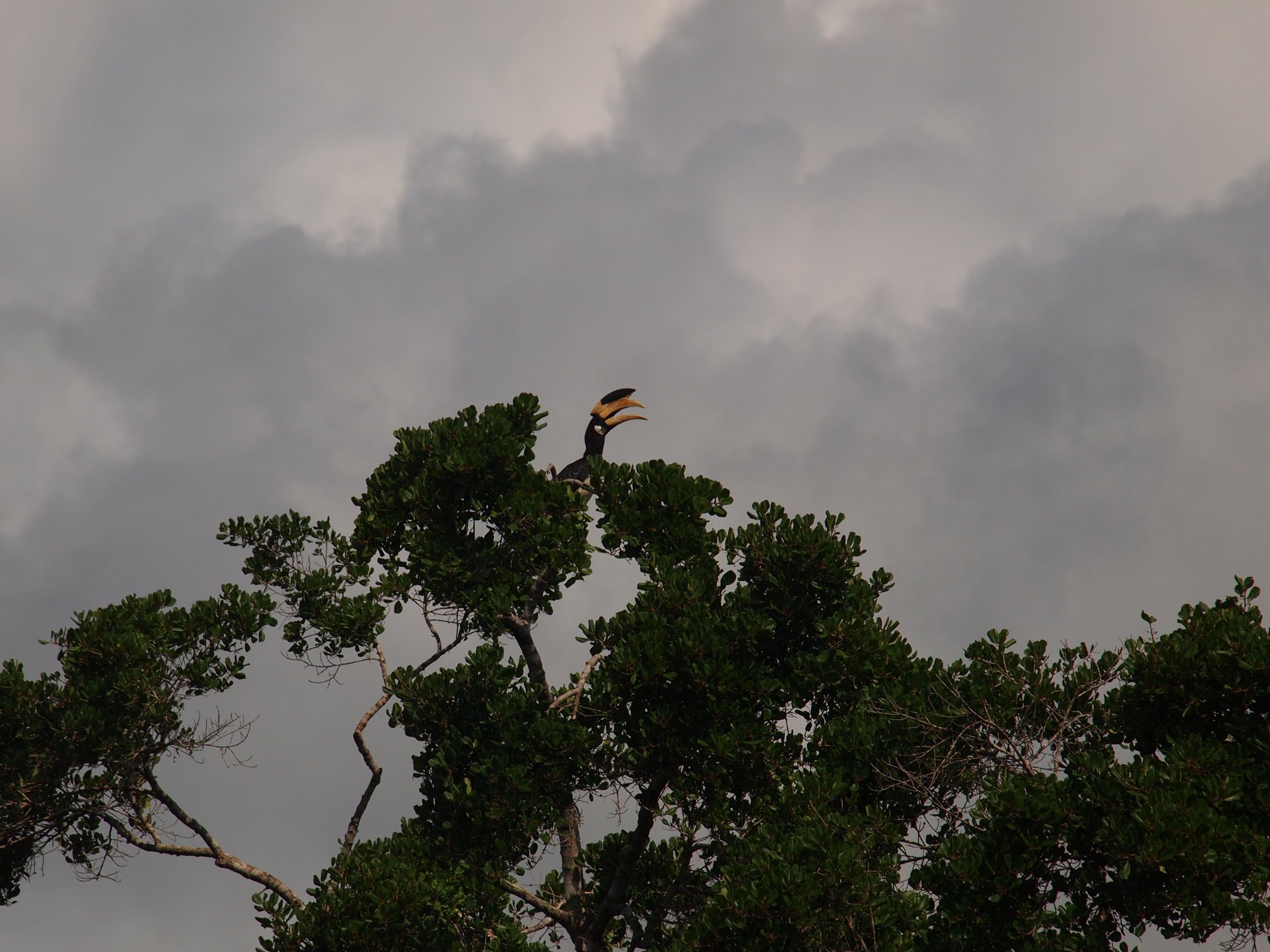 pied hornbill.jpeg