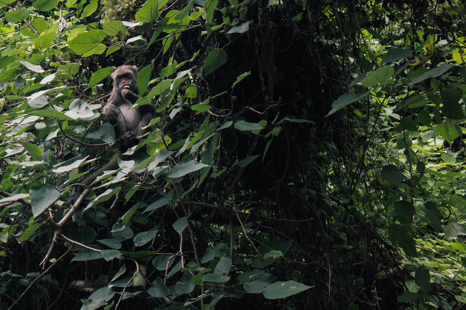 Spotted: monkey enjoying his breakfast! 