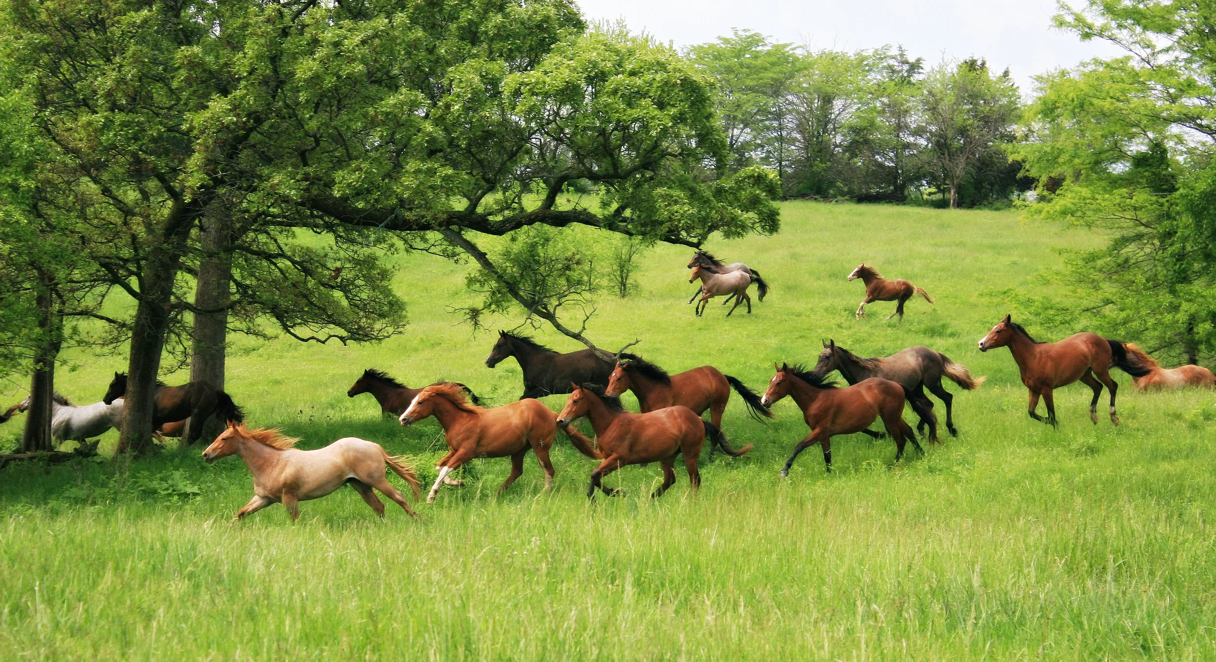 Above images of St. Clair horses are courtesy of Memory Laine Photography, Laine Smith