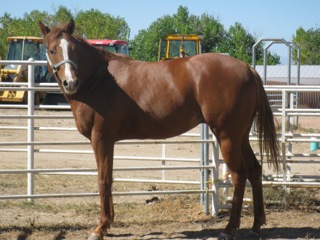 Stud fee is $500, 30 day LFG.
