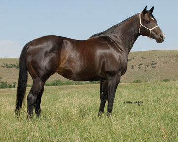 Serious Spender - Dam to GUY ON A MISSION #15 Top Barrel Racing Dams – All Ages All Divisions (Equistat) • AAA Race Earner of $6,995 • Dam is a full sister to 'Dash For Perks SI 93' (Leading Barrel Sire) • Dam 'Cash Perks' was Champion 2 Year Old Race Filly, Earner of $322,450 - and - full sister to 'Lady Classic Dash SI 101', Earner of $252,883 • Sire 'Bills Ryon SI 113' Stakes Winner of $249,350 • Dam to 2009 BFA Barrel Futurity World Champion GUYS CASH PERKS at Oklahoma City, OK Total Futurity Year Winnings $45,000+