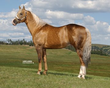 Frenchmans Guy - Sire to GUY ON A MISSION The decades #1 Leading Living Sire with progeny earnings over $10 million! • 2013, 2012, 2011, 2010, 2008 Future Fortunes Leading Sire • 2013 #2 Sire of Money Earner - All Ages/All Divisions • 2013 #6 Paternal Grandsire - All Ages/All Divisions • 2013 #6 Maternal Grandsire - All Ages/All Divisions • 2012, 2011, 2010, 2008 Future Fortunes Leading Sire • NFR Multi-Competitor Sire