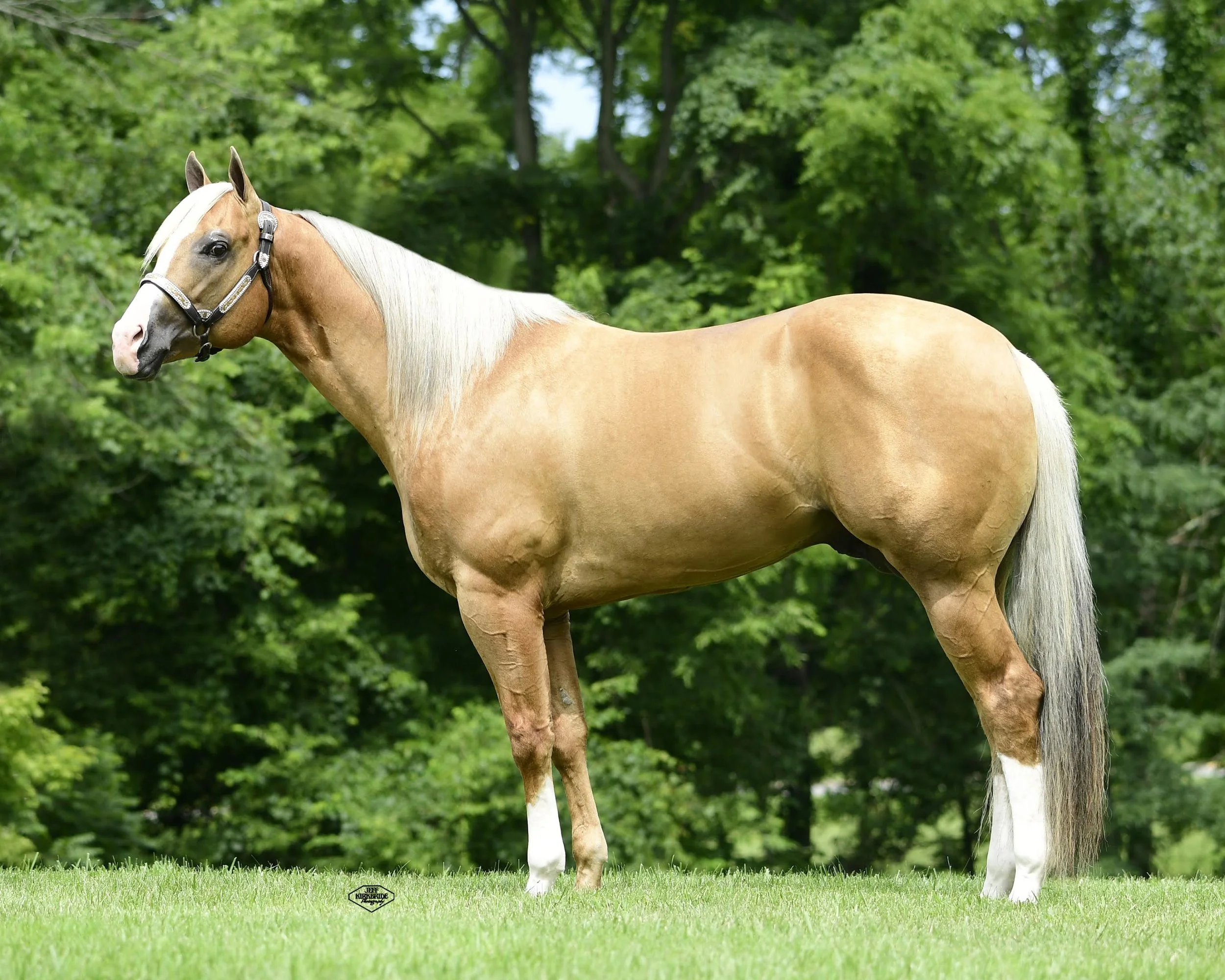 Working Horse Magazine