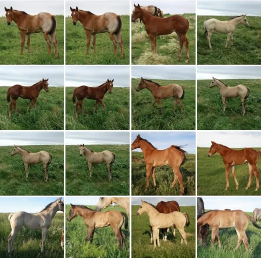 Working Horse Magazine