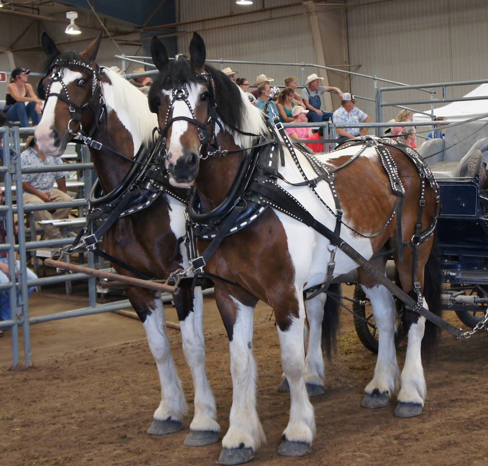 Harley D. Troyer Auctioneers, Inc. specializes in Draft Horses, Mules, Light Driving Horses, Carriages, Wagons, Harness, and all types of Horse-Drawn Farm Equipment. 