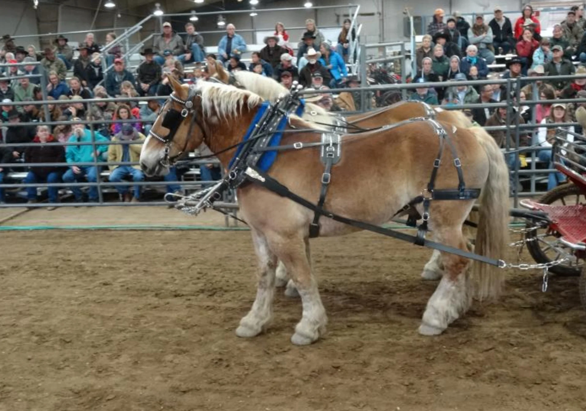 Working Horse Magazine