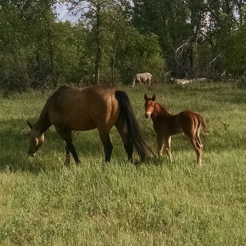 Blue Cat Dr colt