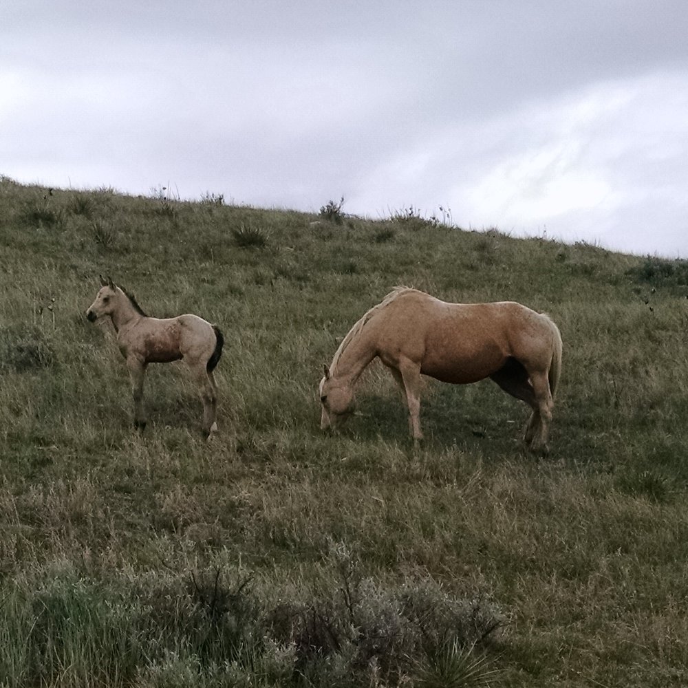 Frenchman Bar Guy colt