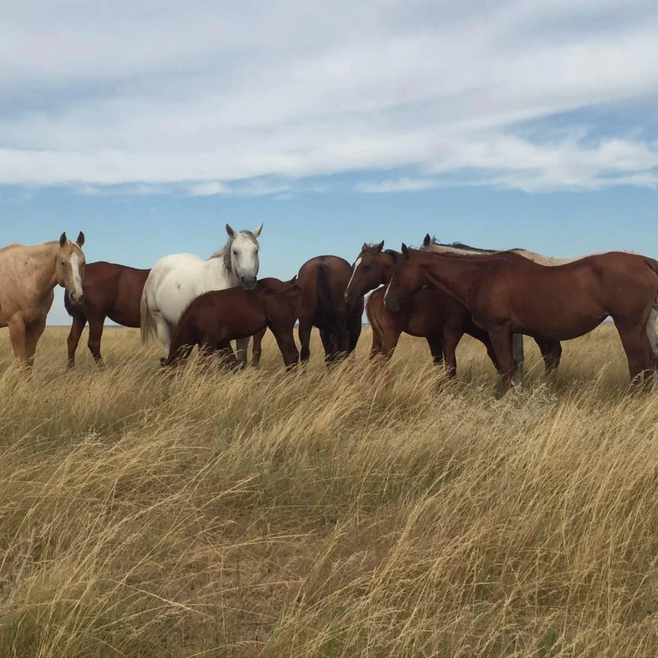 Working Horse Magazine