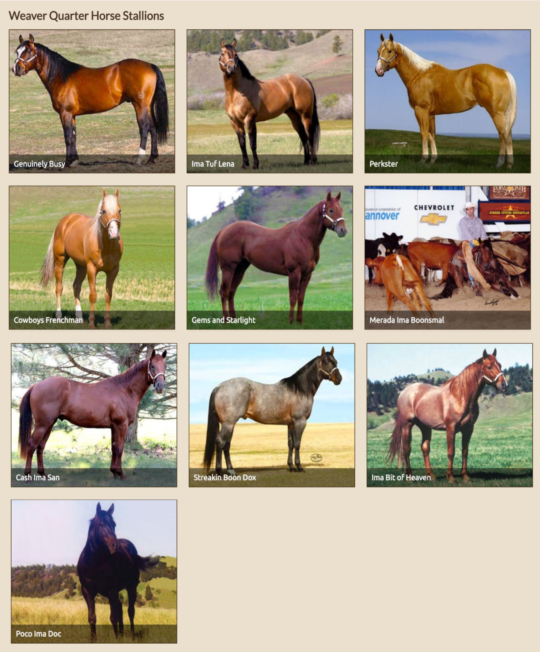 Some of the Weaver Ranch Stallions