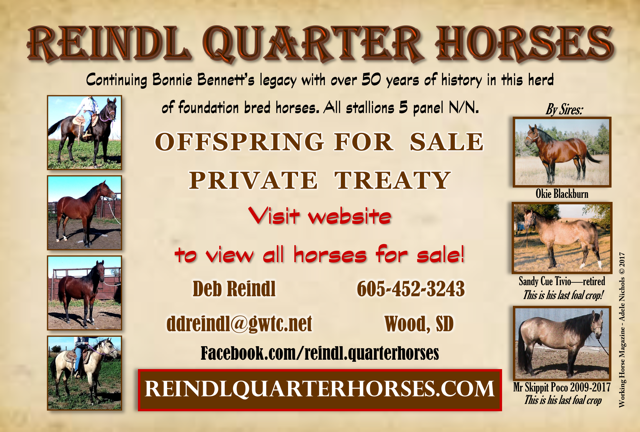 2017 Stallion Issue Reindl version 2.png