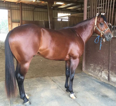 Total Bull Flit is by Bully Bullion out of a DR Nick Bar mare. 