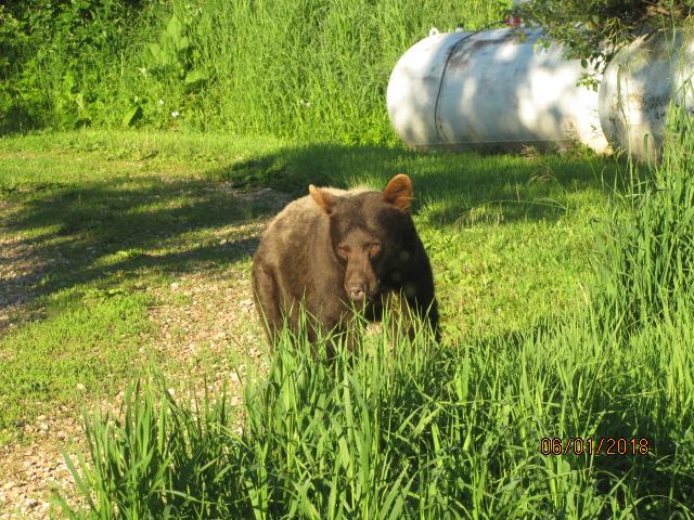 Cinnamon-bear2.jpg